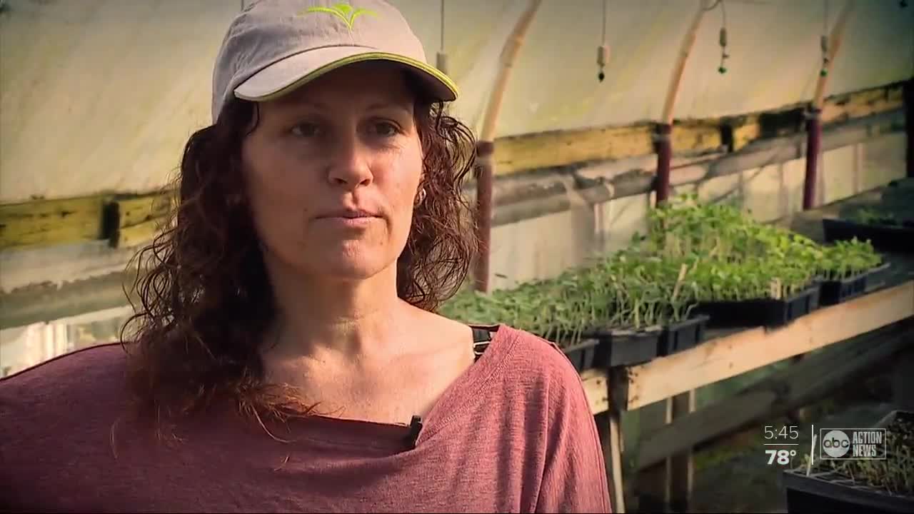 Victory gardens growing in popularity with the help of local community-run farms | The Rebound Tampa Bay