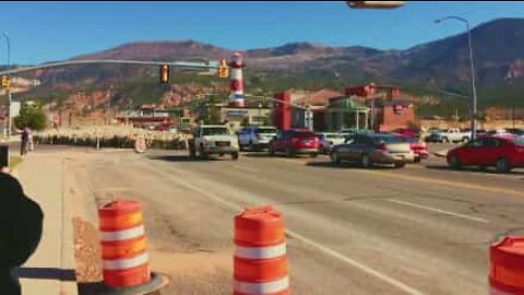 Hundredevis af får skaber trafikkaos i USA