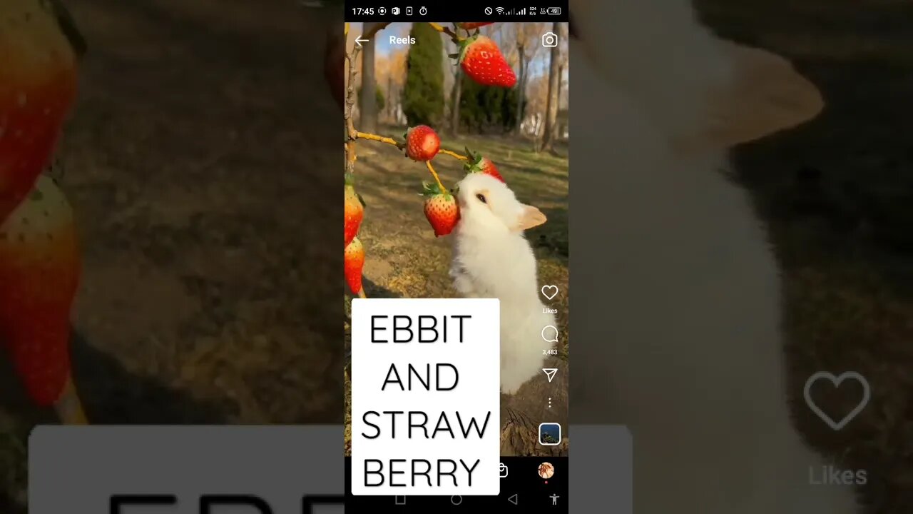 EBBIT AND STRAWBERRY