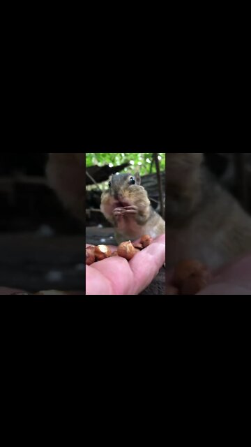 How Many Nuts Can a Chipmunk Cram in His Cheeks? #shorts