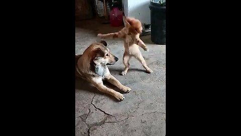 cat and dogs funny video