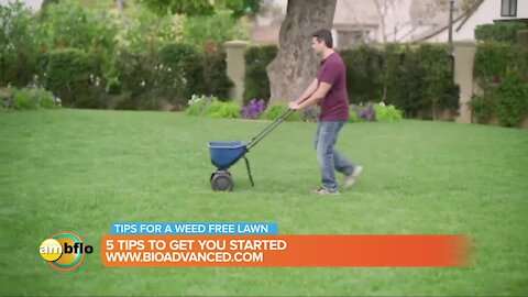 5 tips to get you started on a weed free lawn