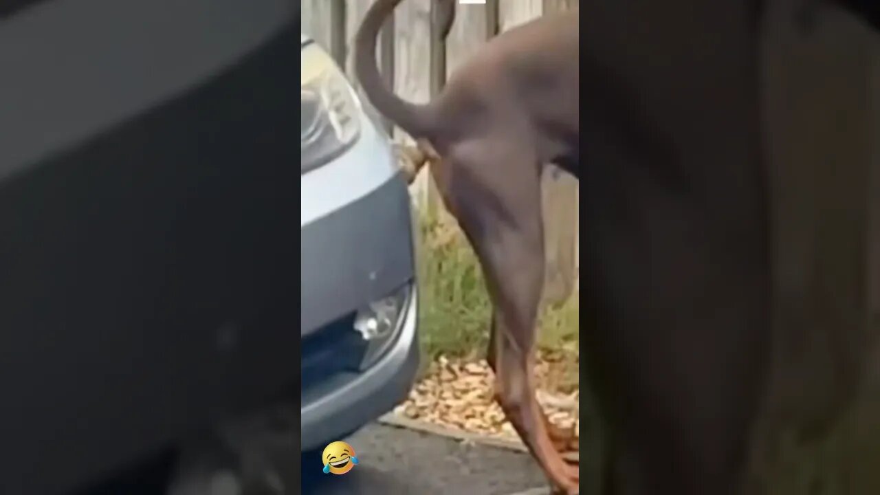 Can anyone tell me whats goin on?? 🤣🤣 #shorts #funny #youtubeshorts#viral #dog #funnyanimals #dogs