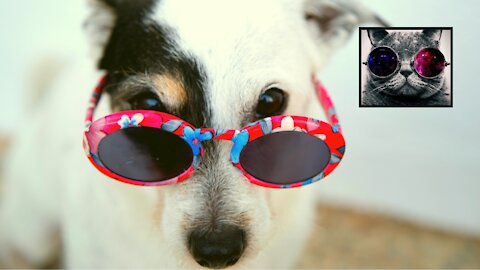 Fluffy Funny Pet Moments! #38