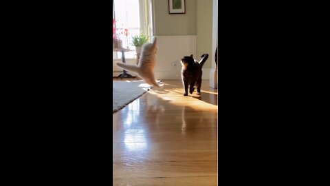 top funny cats, cute cats