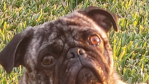 Zeus the Pug gets ready for bed