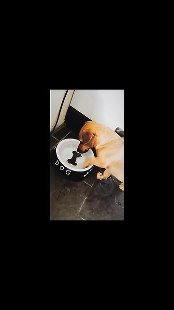 Why mock the dog like that?