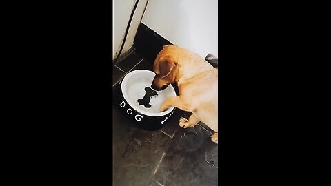 Why mock the dog like that?