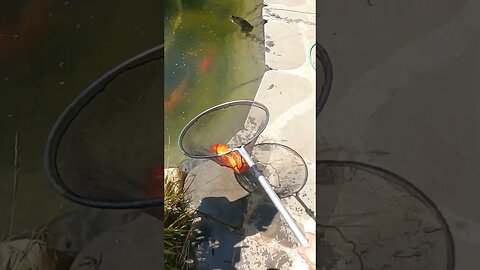 Beautiful koi fish #koipond #aquaponics