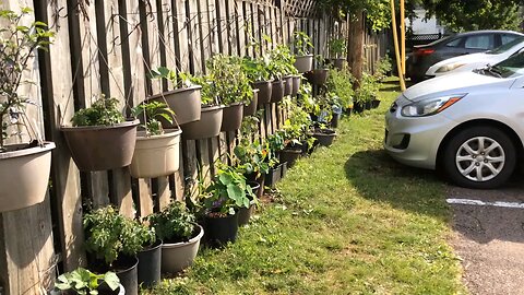 Wild Urban Gardens 2022 - Creative urban gardens use every inch of space.