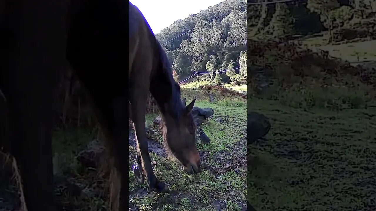 The secret lives of horses