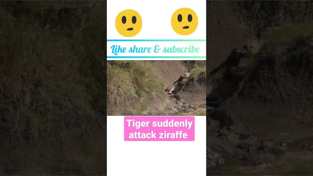 Tiger 🐆 suddenly attack on ziraffe ® #shorts #youtubeshorts