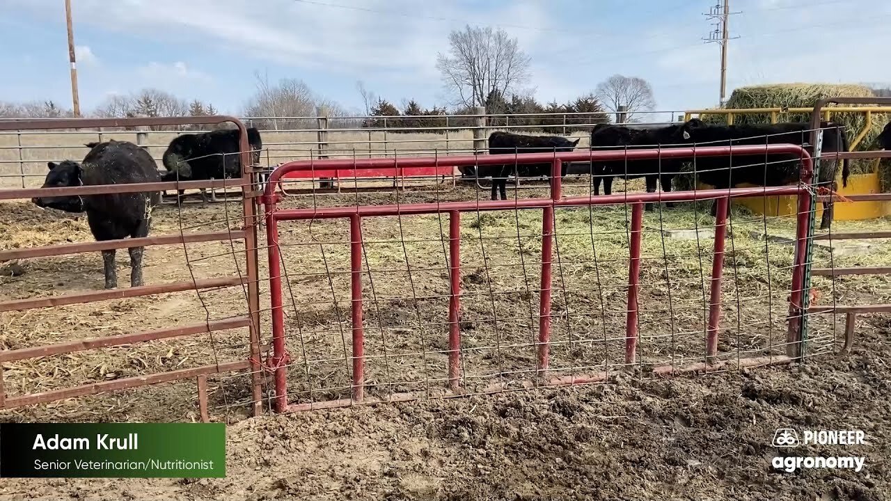 How to Successfully Wean Beef Calves