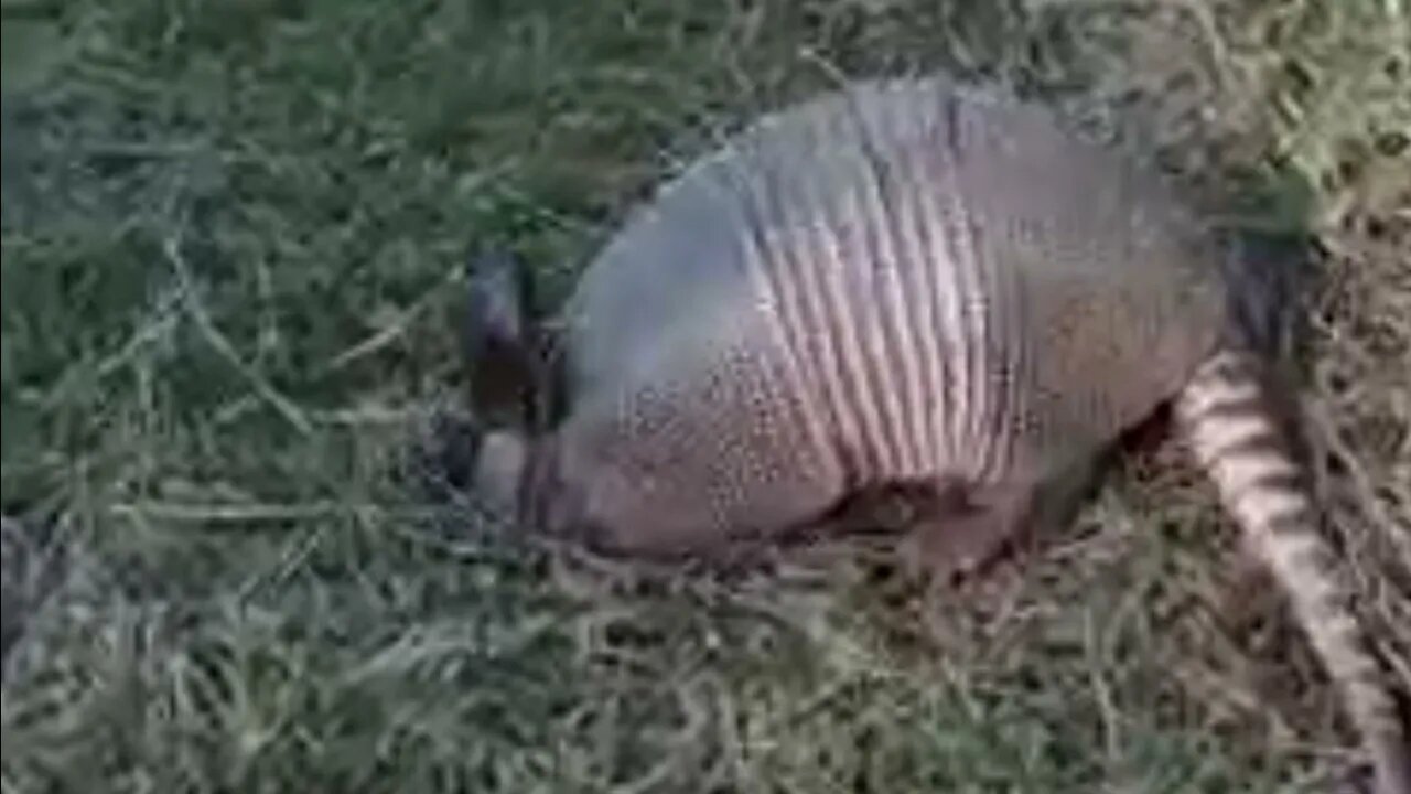 Mulita comiendo
