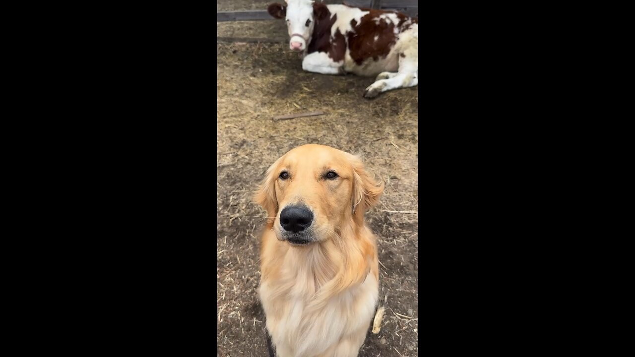 What is the ￼￼🤣