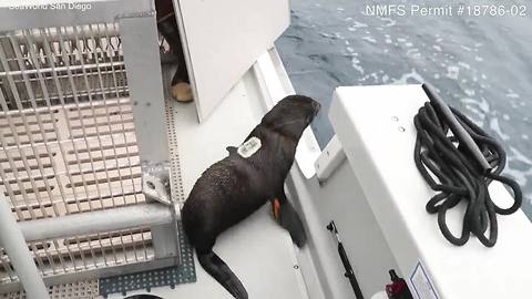 Three fur seals released back into the ocean