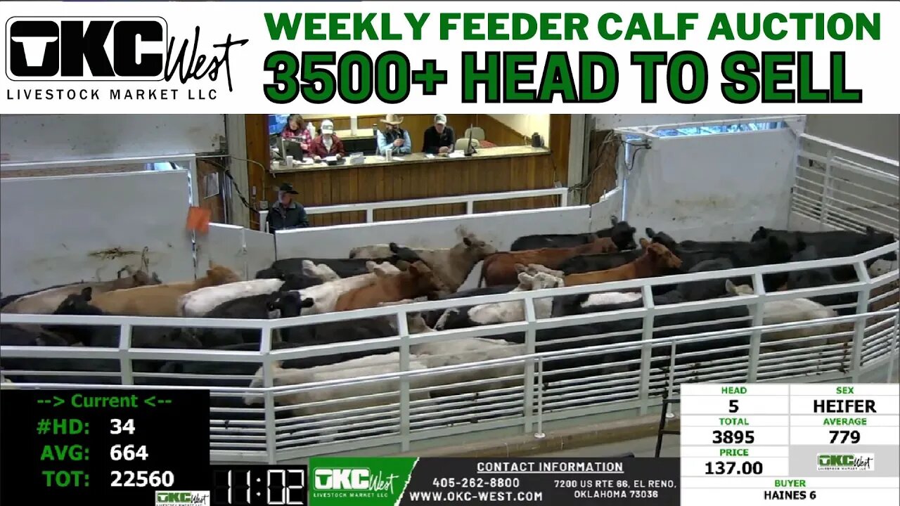 1/25/2022 - OKC West Feeder Calf Auction