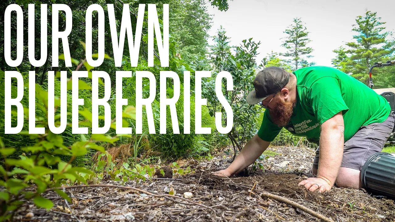 Planting Blueberries In Our Permaculture Food Forest