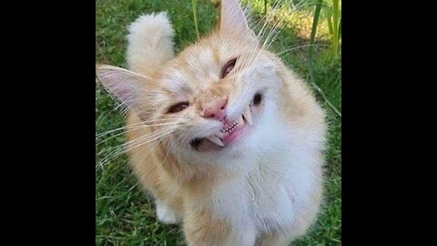 STOP LAUGH IF YOU CAN? Funny cats videos.