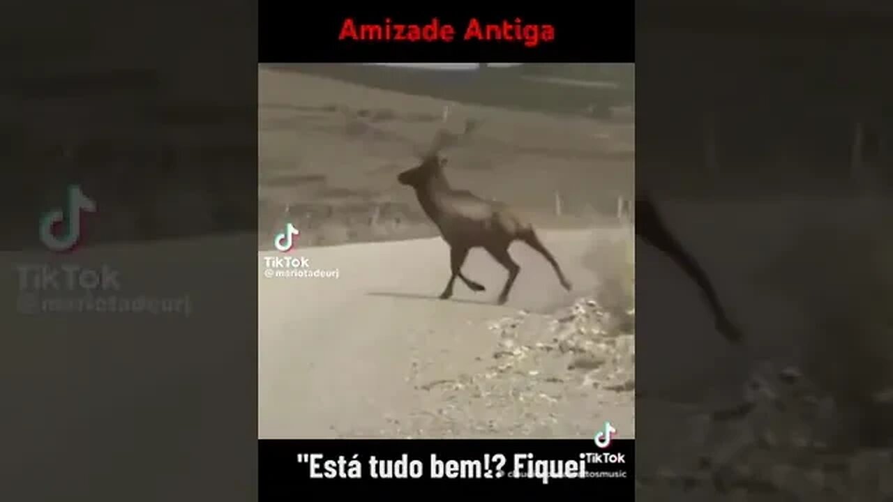 Amizade Antiga #shorts