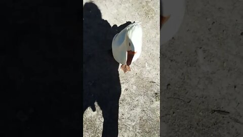 Good morning Ezra 1st October