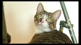 Cat Photography