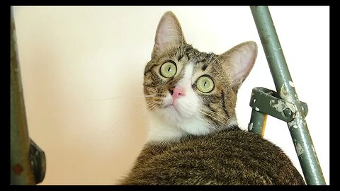 Cat Photography