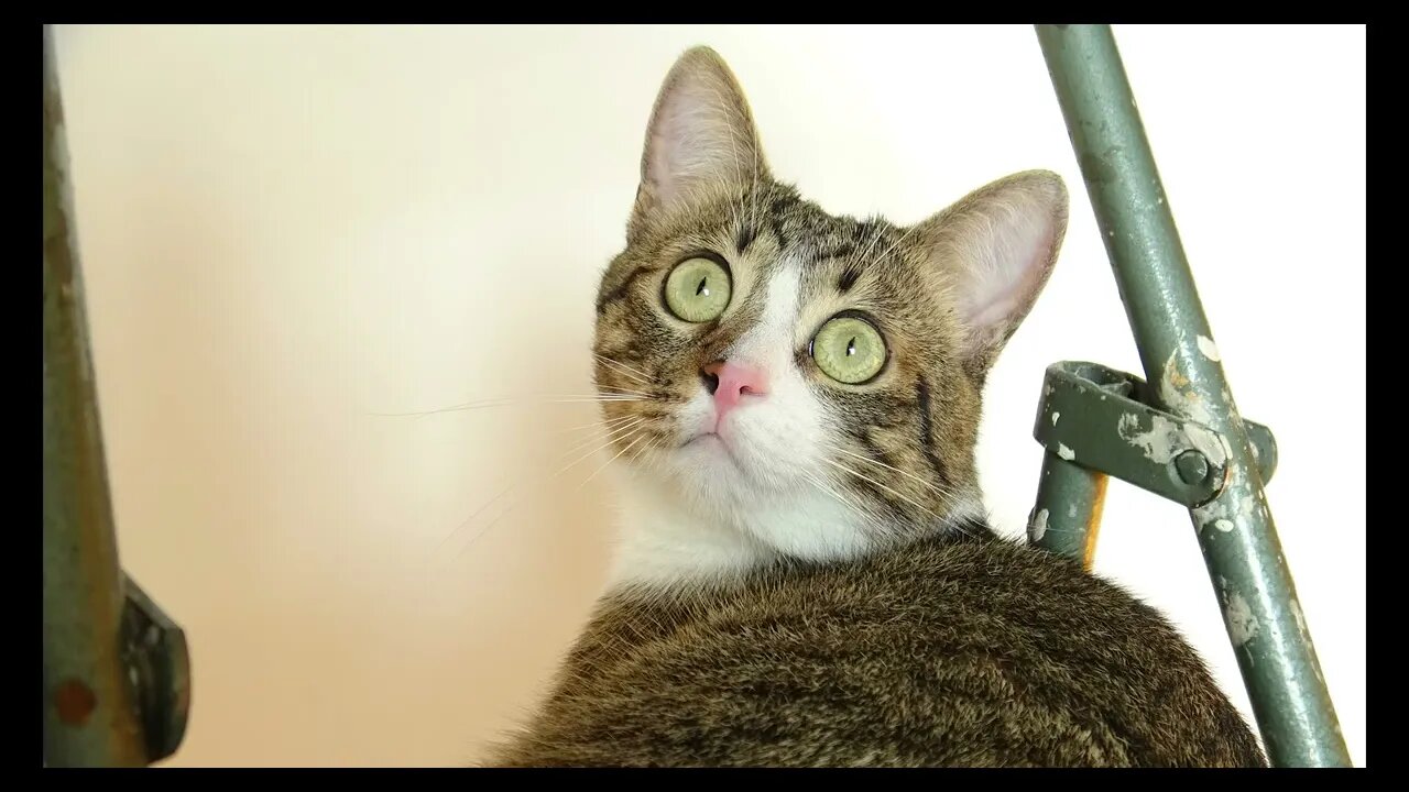Cat Photography