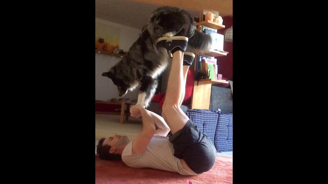 Australian Shepherd And Owner Perform Crazy Acroyoga Trick