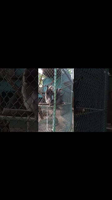 Couple of monkeys hanging out. 🐒🦧