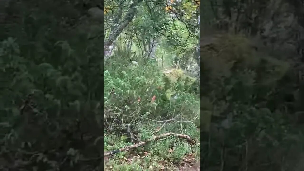 Husky spots wild game throug Cabin Windows in Norway