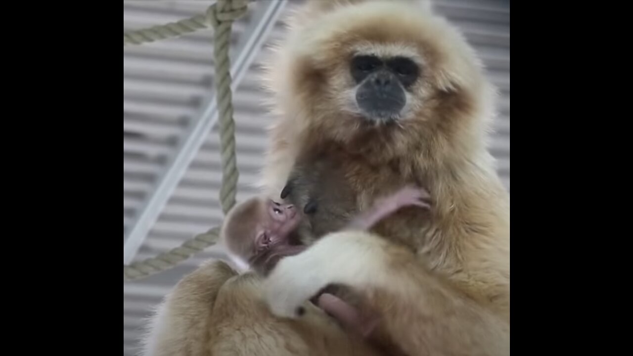 Cute Baby Monkeys Playing & Climbing! So AWW!