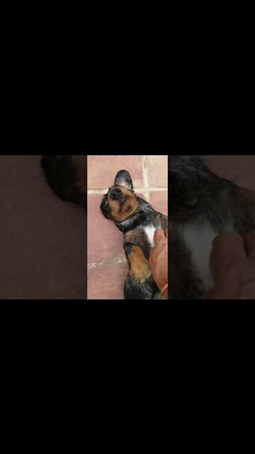 King #harlequin #dachshund #shorts