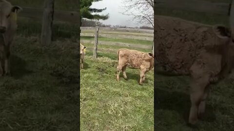 Brand new baby cows 😃