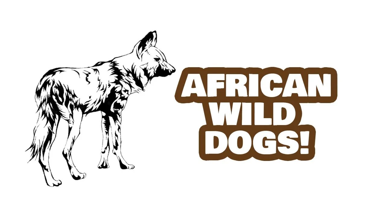 Interesting Facts About African Wild Dogs | The World's Most Endangered Mammals!