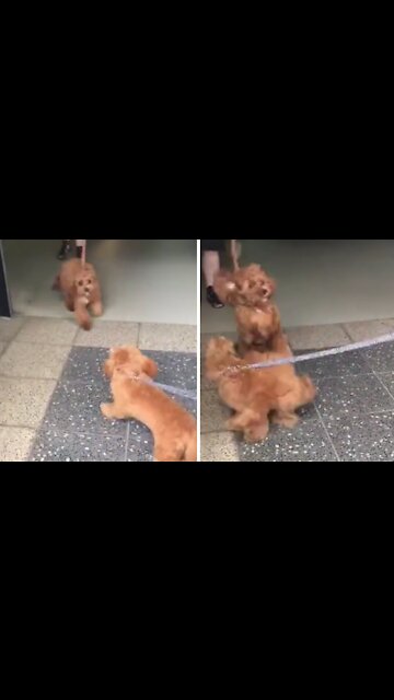 Puppy on a leash literally can't contain excitement for friend