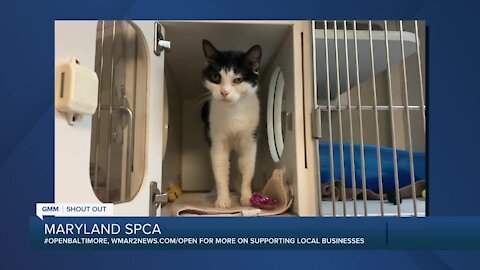 Hambone the cat is looking for a new home at the Maryland SPCA