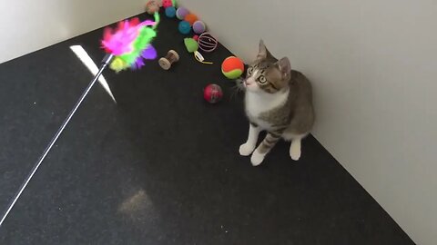 A Playful Cat
