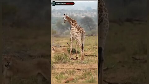 Mother giraffe protect his baby from lion