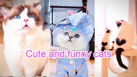 Cute cats funny videos 😀 These cats are too cute