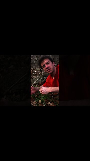 Foraging Chickweed. A wild edible spring green