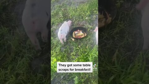 Happy pigs = a happy day! 😁 #shorts #piglets #farmlife #duckinggoodlife