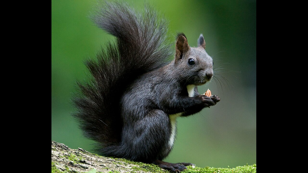 Squirrel eating popcorn in nature.