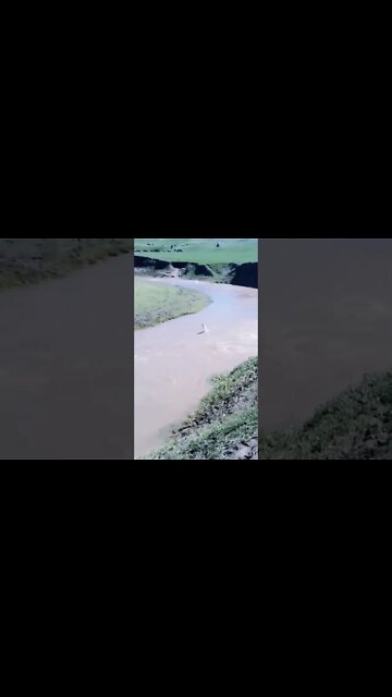 Easy 🐠 Fishing #Shorts #ytshorts #UbertainmentFun #Dogs #Animals #Fun