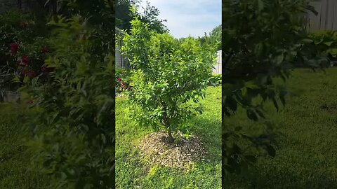 Amazing Dwarf Cherry Tree!!