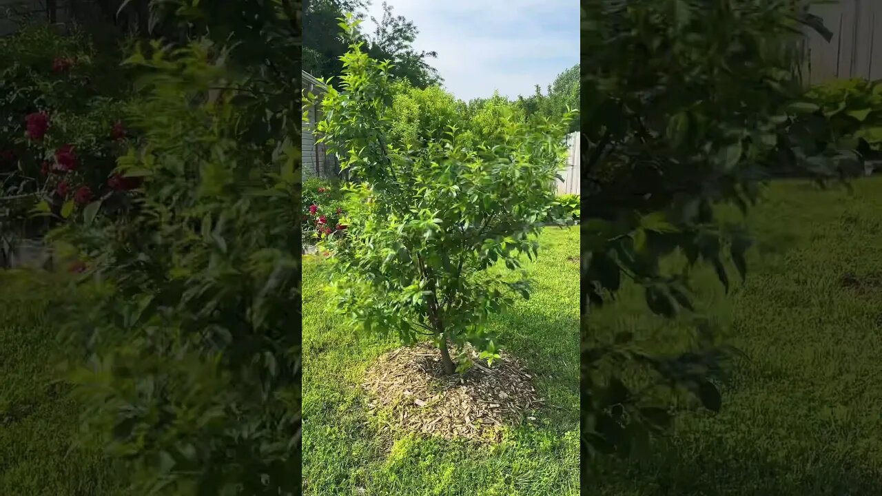 Amazing Dwarf Cherry Tree!!