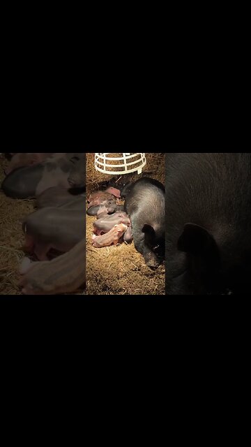 A ridiculous amount of cute piglets!