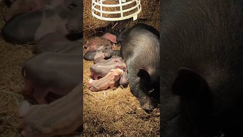 A ridiculous amount of cute piglets!