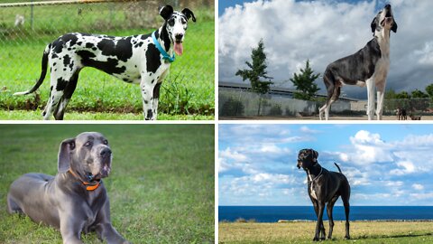 THE GREAT DANE Dog Video 63 - Great Dane Compilation - Tallest Dog in The World