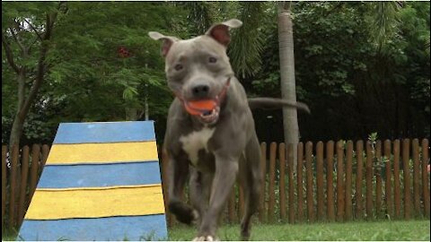 Strong Pit bull practicing for hunt with catching ball in his mouth